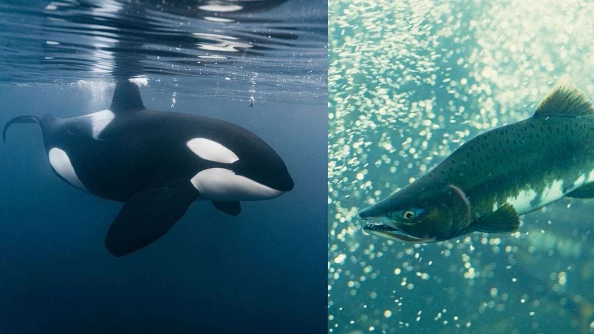 image for Orcas start wearing dead salmon hats again after ditching the trend for 37 years