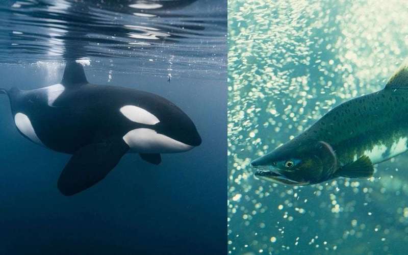 image for Orcas start wearing dead salmon hats again after ditching the trend for 37 years