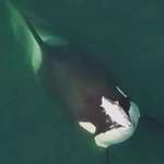 image for This image reportedly shows a female orca wearing a dead salmon as a hat in 1987.
