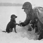 image for US Soldier Shakes Hands With Dog in Luxembourg, Battle of the Bulge, 1944