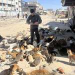 image for Feeding the kitties of Gaza