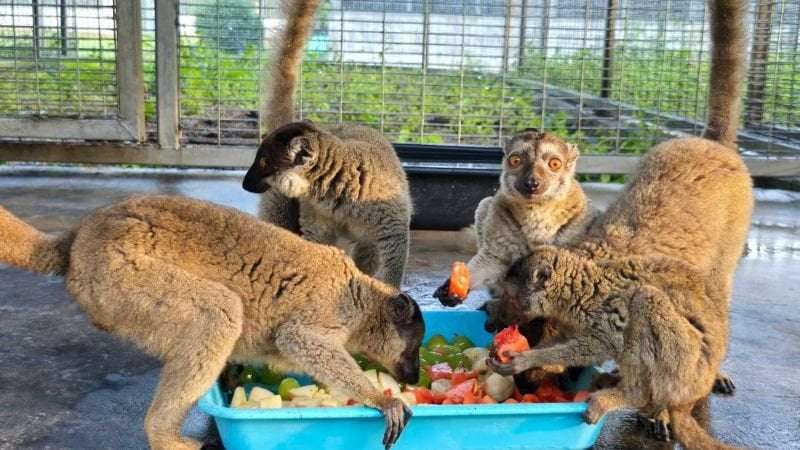 image for Thailand: Nearly 1,000 endangered animals repatriated to Madagascar in anti-trafficking landmark