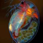 image for A spectacular close-up of a Pregnant Plankton Mother…