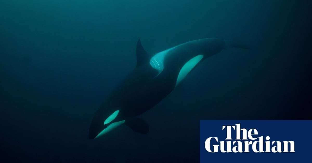 image for Scientists baffled as orcas seem to revive an 80s trend: dead salmon hats