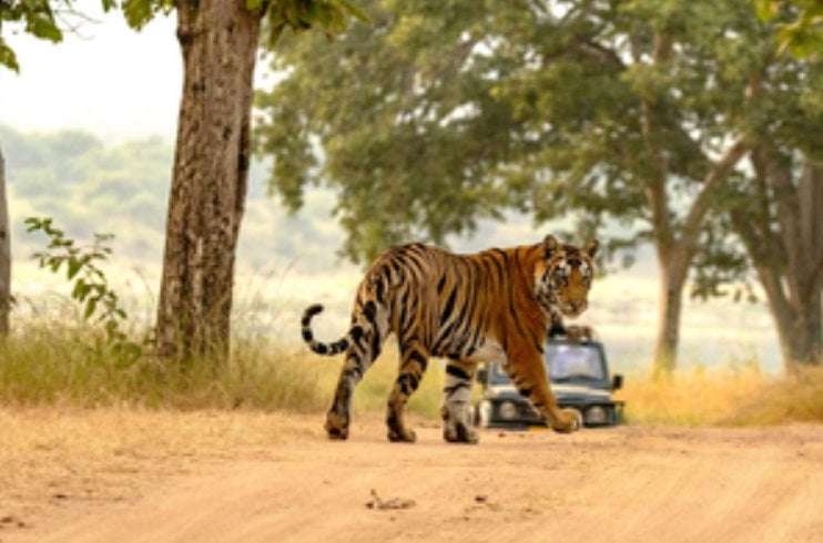 image for India’s tiger population rises to 3,682, doubles since 2006