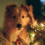 image for my sweet sheltie girl on 35mm film