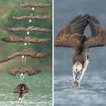 image for 🔥Pictures of an Osprey taken the moment before diving into water