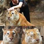 image for This is ava golden tigress from zoo in Thailand
