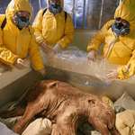 image for A near-perfect frozen mammoth resurfaces after 40,000 years