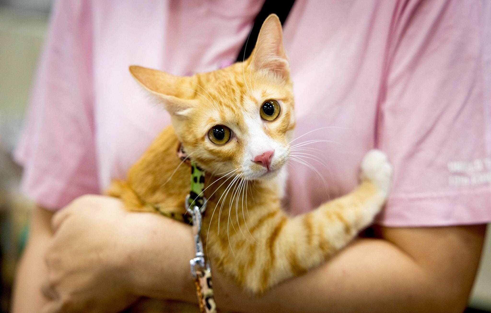 image for Stanford scientists solve one of the world's great cat mysteries