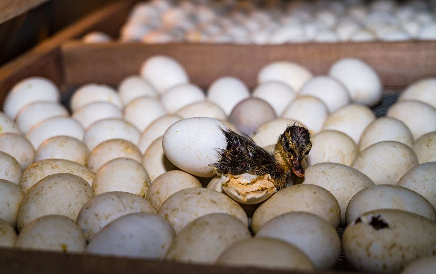 image for Will There Be a Bird Flu Epidemic Under Trump?