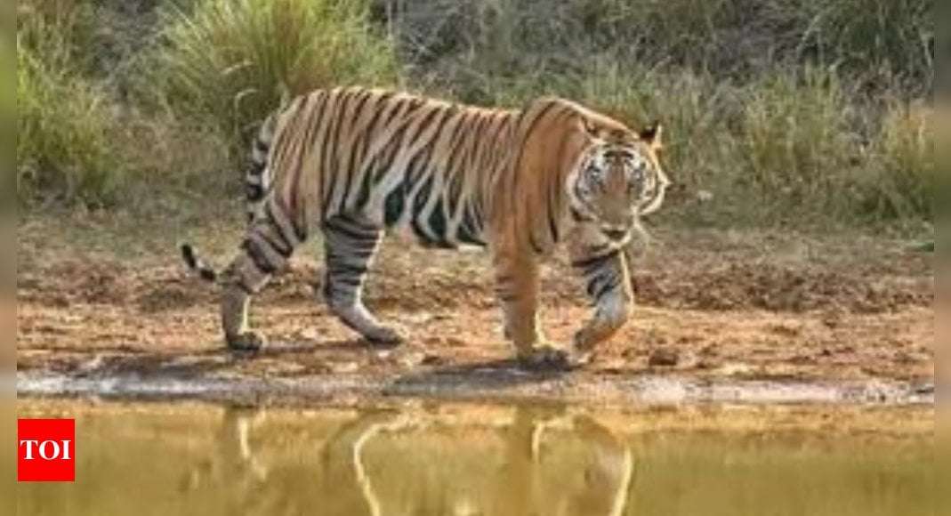 image for From 182 to 115: Tiger deaths in India down 37% in last 12 months