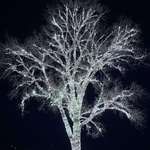 image for A tree my wife and I happened across in Iowa.