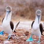 image for A pair of blue footed boobies