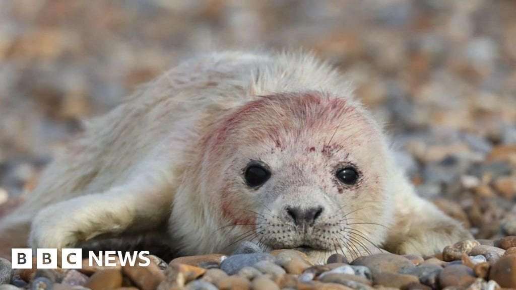 image for Orford Ness seal colony thriving with 'lack of human disturbance'
