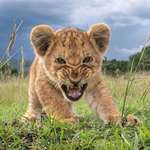image for A little lion snarling at remote camera of photographer