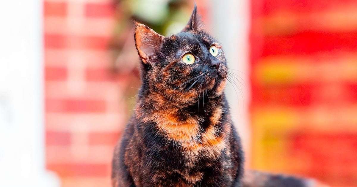 image for Rescued street cat Pebbles becomes a star in charity calendar after finding forever home