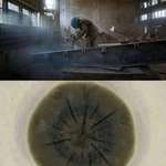 image for Inside Chernobyl, scientists have discovered a black fungus feeding on deadly gamma radiation.