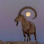image for Moon perfectly centered in this Nubian ibex's curved horn. Photo Tiki Ozer Photography