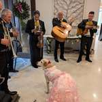 image for My rich friend threw a quinceañera for his dog