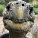 image for Face of a 192 year old tortoise, the oldest known living land animal.