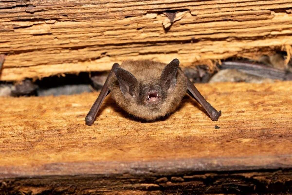 image for New York men die from pneumonia after using bat poop to grow marijuana