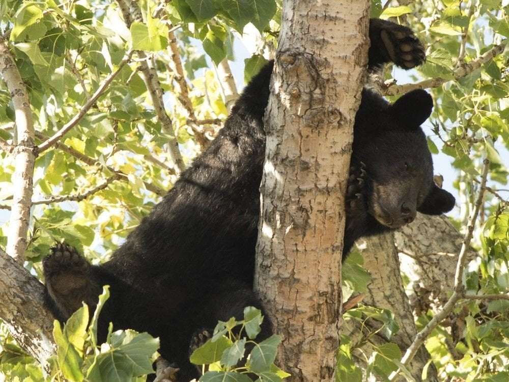 image for Father of five dies after a bear he was hunting fell on him from a tree