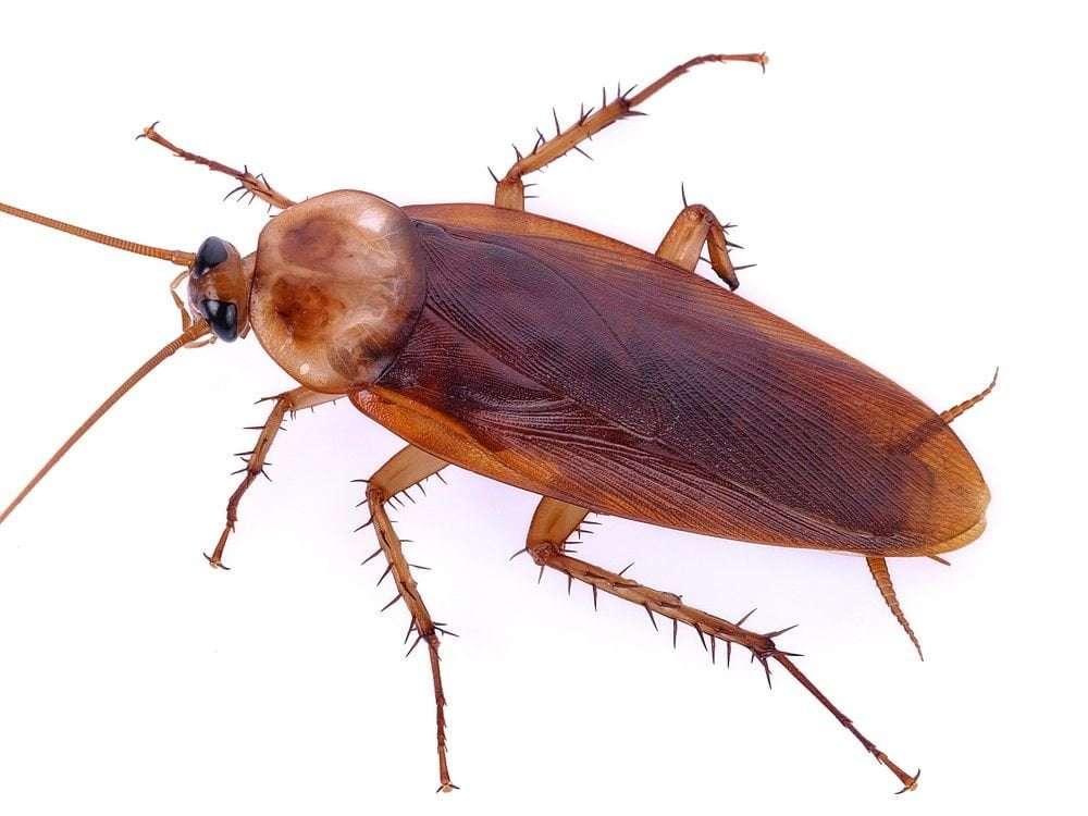 image for Doctors remove live cockroach from the intestine of man complaining of abdominal issues