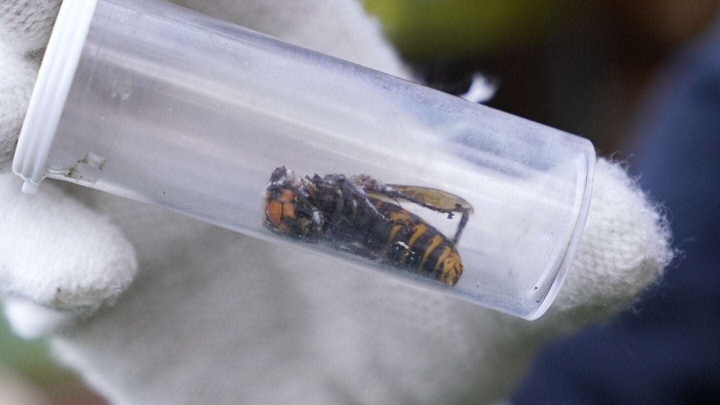 image for Invasive 'murder hornets' are wiped out in the US, officials say