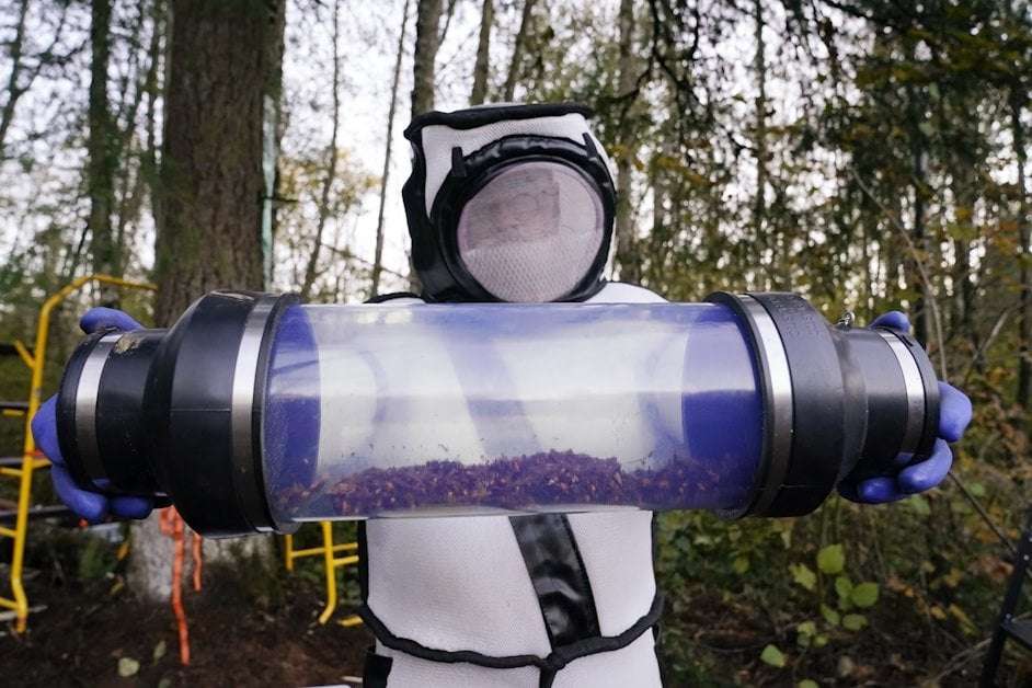 image for Invasive ‘murder hornets’ eradicated from the U.S.