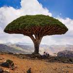 image for The Socotra dragon tree