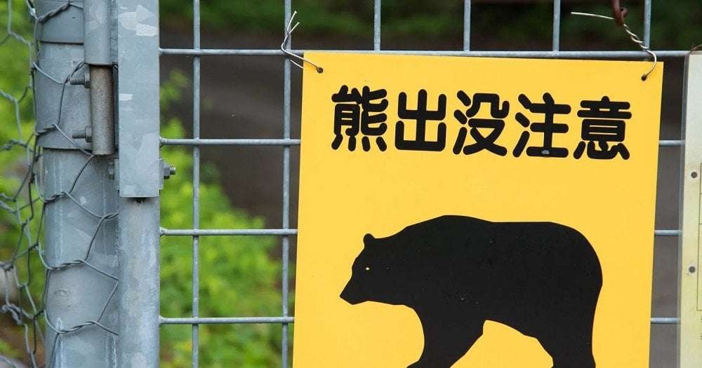 image for Japanese politician threatens to send bears to people, wants Loony Tunes-style anti-bear bombs