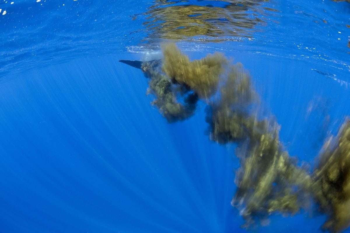 image for Scientists Are Crafting Fake Whale Poop and Dumping It in the Ocean