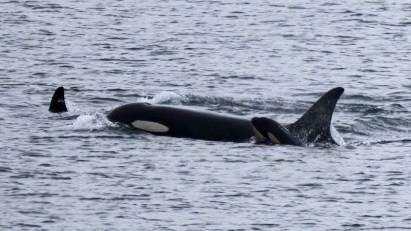 image for Tahlequah: An orca carried her dead calf for 17 days. She now has a new baby