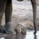image for Baby elephant drinks water by squatting because he doesn't know how to use his trunk.