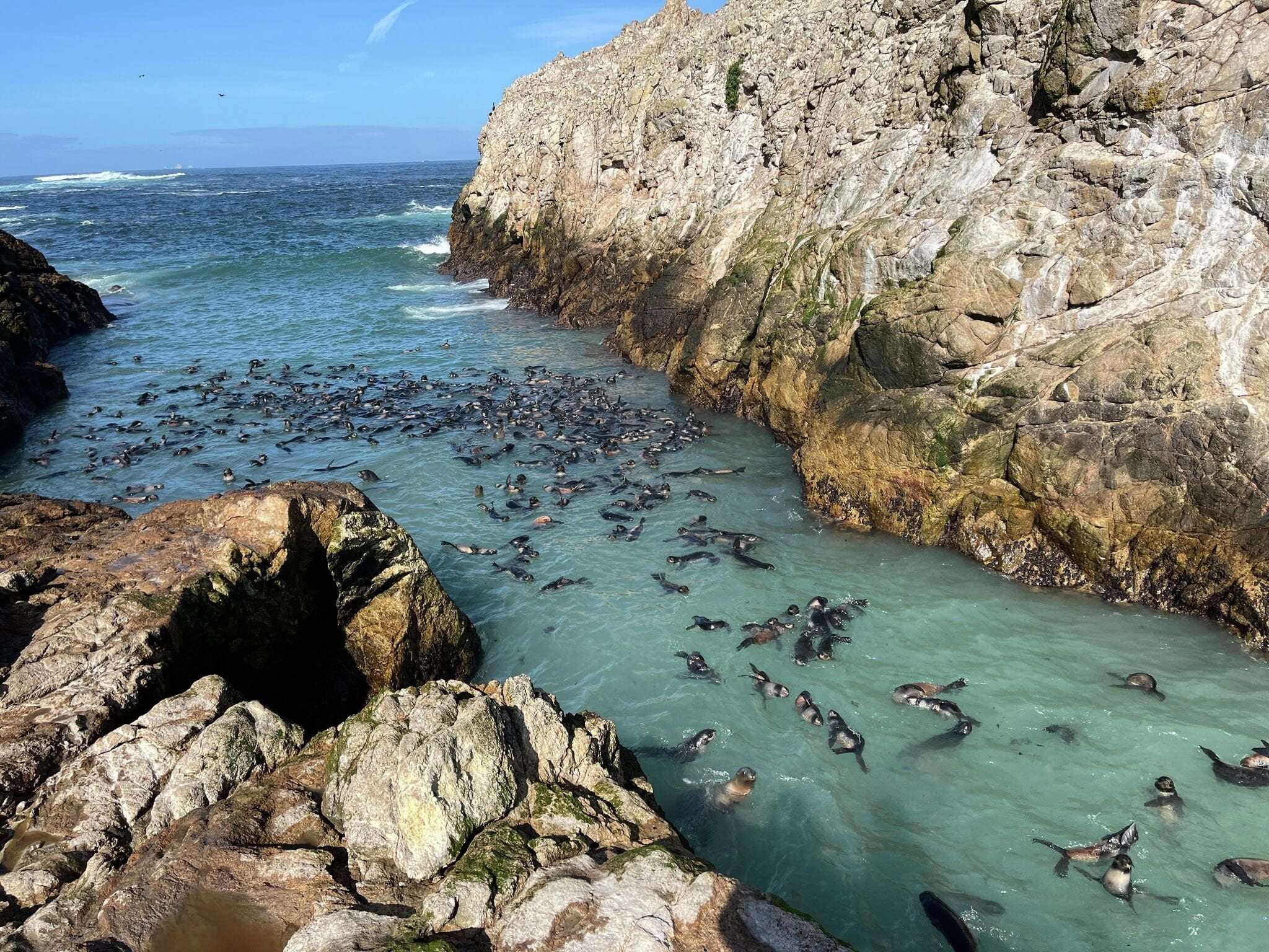 image for 'Truly remarkable': Native California species booming off SF coast