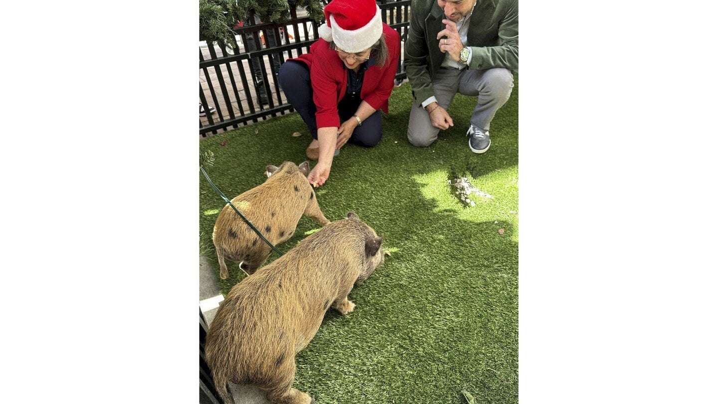 image for Baby pigs get Christmas pardon from Florida mayor in a Cuban twist on White House turkey tradition
