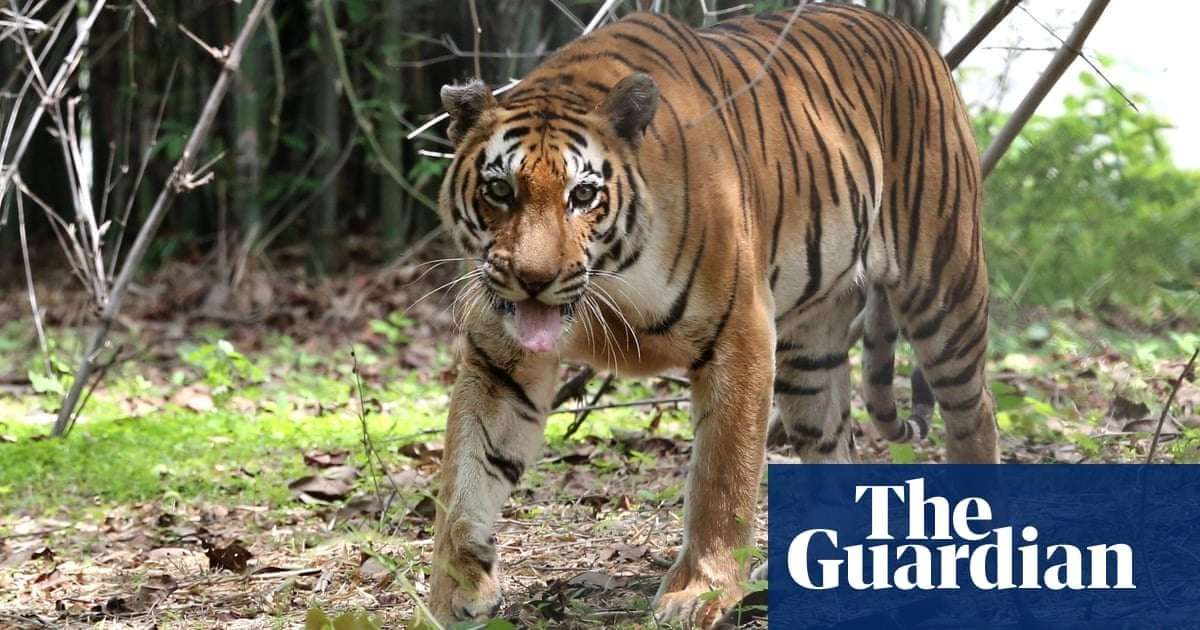 image for Tiger among 20 cats to die of bird flu at sanctuary in Washington state