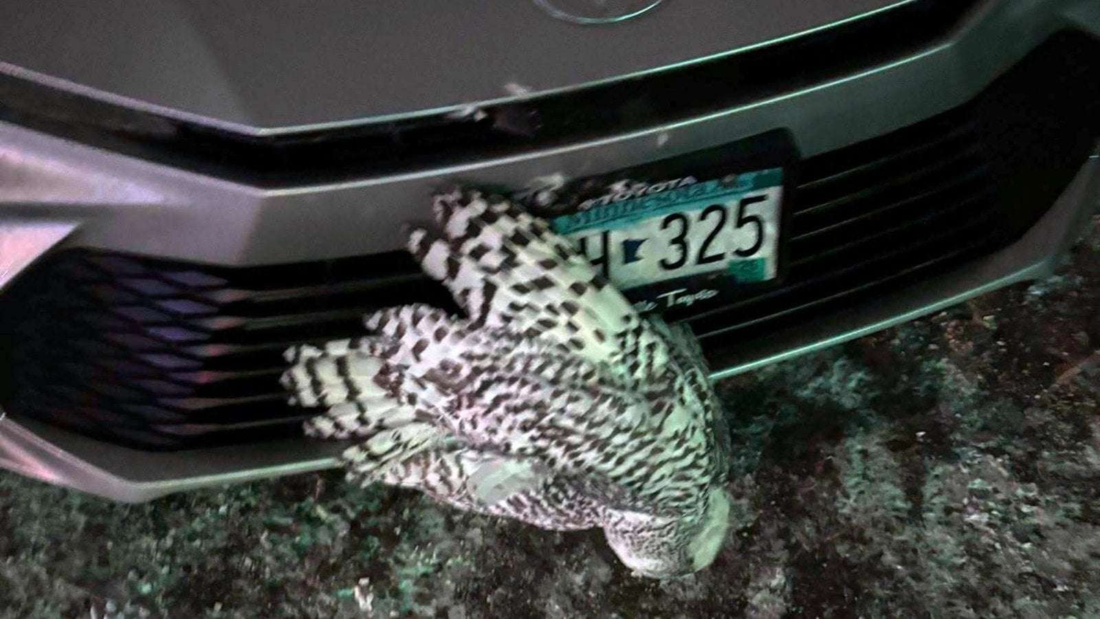 image for Snowy owl rescued from car grille by Minnesota woman who saved another bird hours earlier