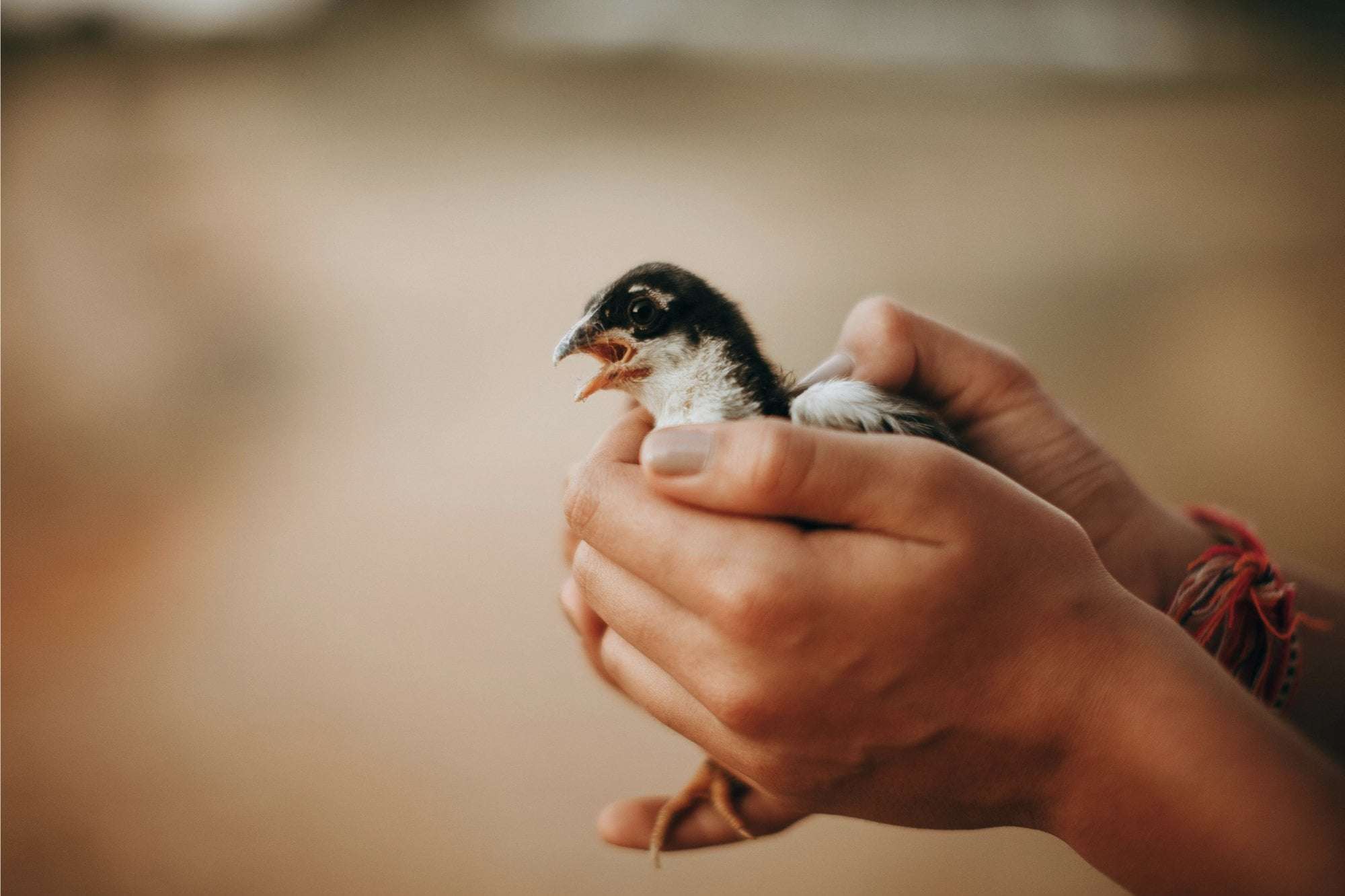 image for Baby Bird Found Alive Inside Dead Man's Stomach After Being Swallowed During Fertility Ritual