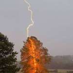 image for One in a million shot of lightning striking a tree