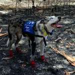 image for Bear is a brave dog who rescued over 100 koalas during the Australian bushfires.