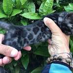 image for Black bengal cats exist