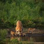 image for Collarwali the famous tigress who holds record of giving birth to 29 cubs.