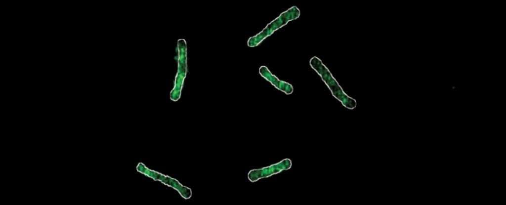 image for 'Achilles Heel' of Drug-Resistant Bacteria Has Been Found, Scientists Say