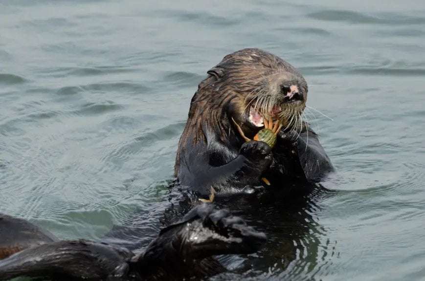 image for Hungry Sea Otters Are Taking a Bite Out of California’s Invasive Crab Problem, New Study Finds