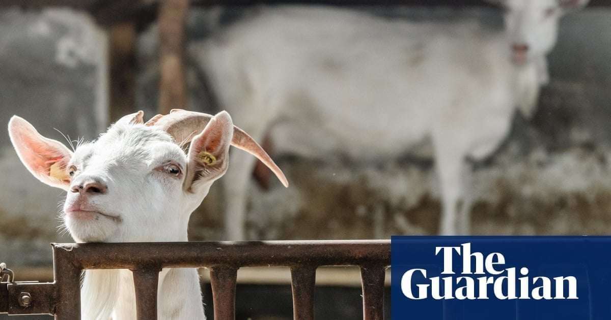 image for Texas teenager accused of using poison to kill rival’s competition show goat