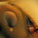 image for This ant I photographed happened to have a single grain of pollen under its eye