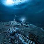 image for A Whale Graveyard Beneath the Ice (Greenland)
