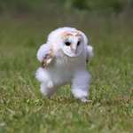 image for Rare pic of Baby Barn Owl Dashing across the grass
